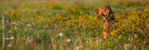 Fotografi Beautiful male hungarian vizsla hunting dog outdoors portrait