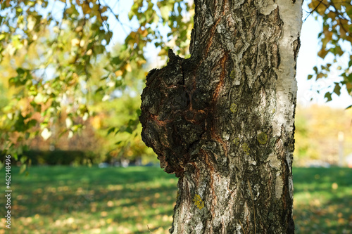 Chaga mushrooms (Inonotus obliquus)  parasitize on a birch trunk. Dried chaga slowing the aging process, lowering cholesterol, are rich in a wide variety of vitamins, minerals, and nutrients photo