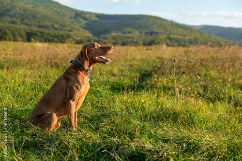 Beautiful male hungarian vizsla hunting dog outdoors portrait. Hunting dog side view.