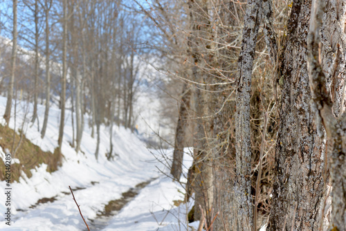 close up on bark of tree trunk along a snowy hiking trail