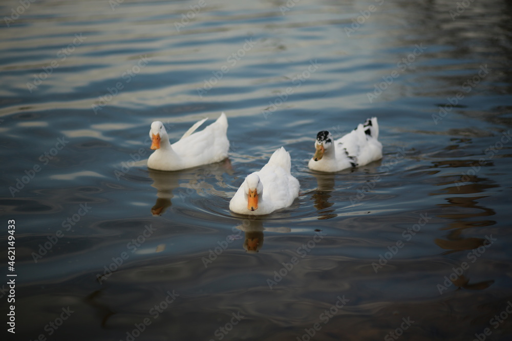 Fototapeta premium ducks in the water