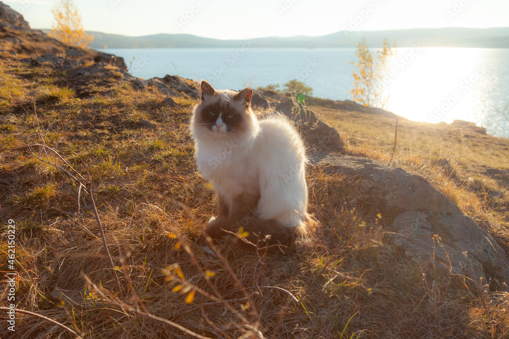 A fluffy cat sits on the shore of a picturesque lake. 