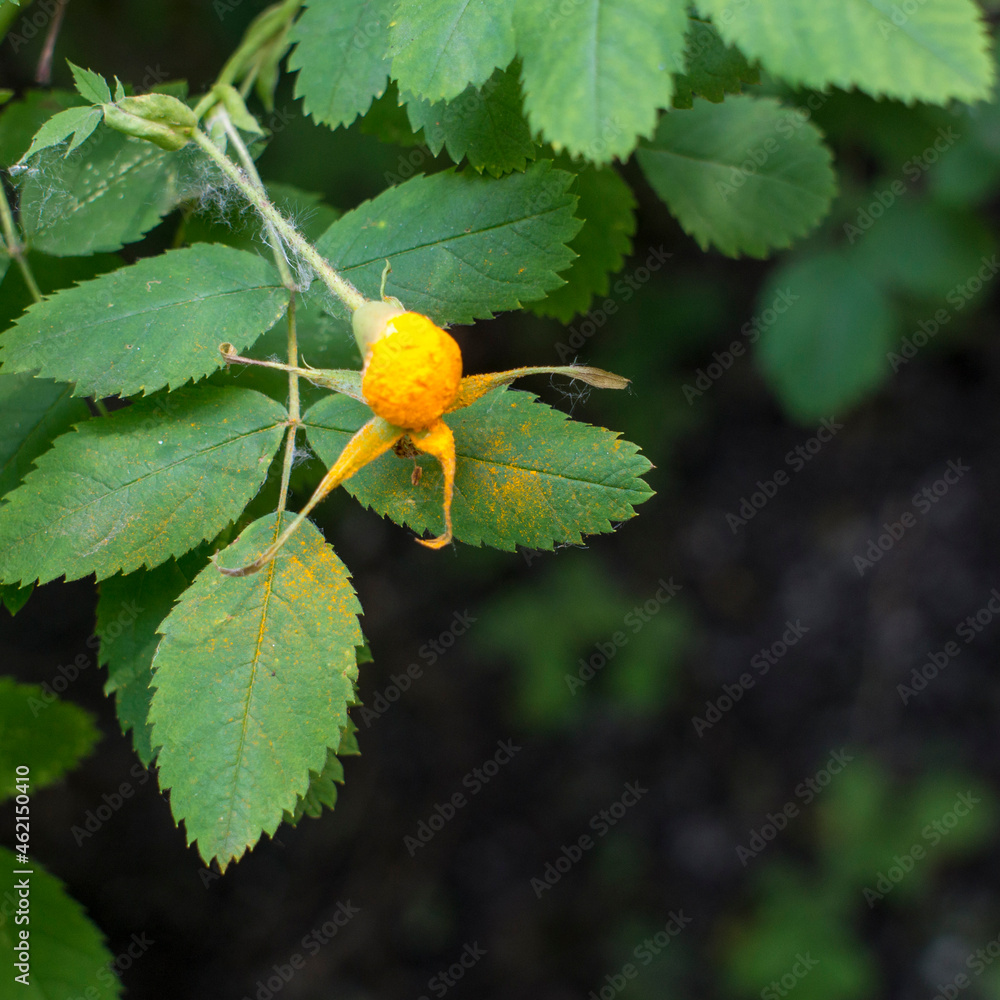 orange rust on a branch of rosehip orange rust on a branch of rosehip