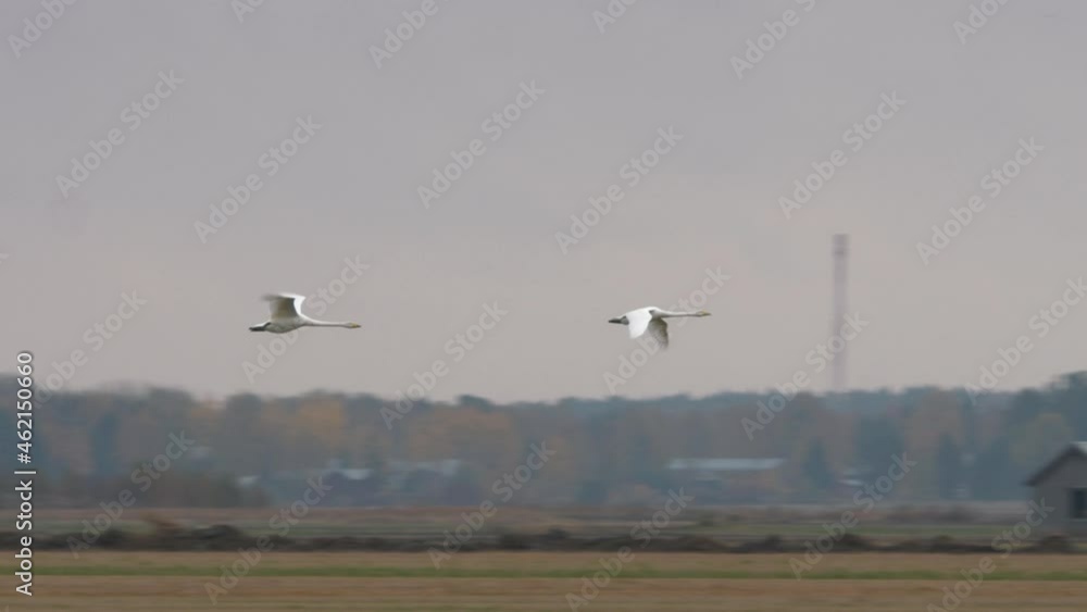 Majestic couple of geese fast flying in low altitude, camera follow shot Majestic couple of geese fast flying in low altitude, camera follow shot