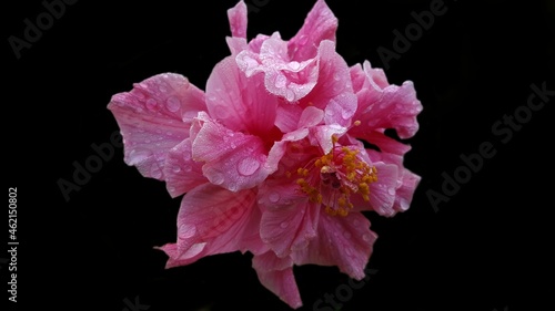 A pink flower with a rain drop on the petals. With Black background.