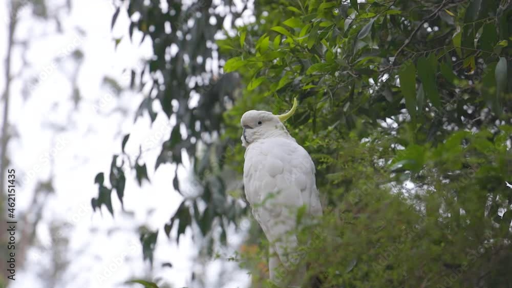 Cockatoo bird in tree, Dandenong Ranges National Park, Melbourne