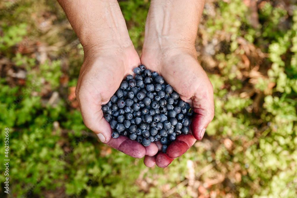 Senior man holding blueberries Senior man holding blueberries