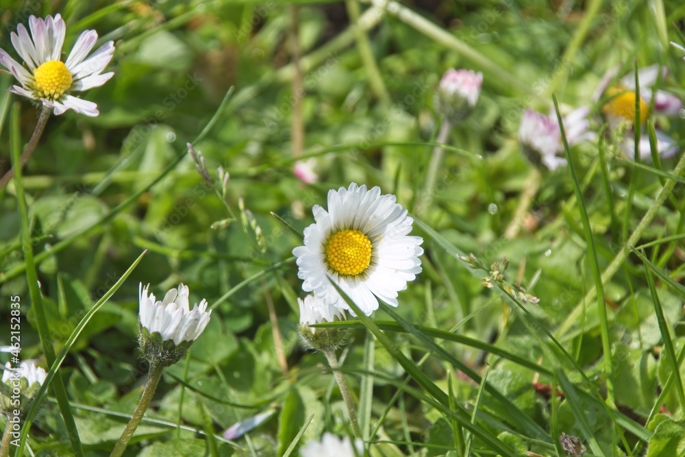 close up of daisy close up of daisy