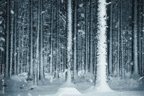 Ambiance froide et hivernale en forêt © walain
