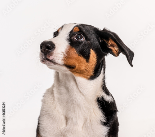 Hundeblick nach oben mit abgesenkten Ohren © von Lieres