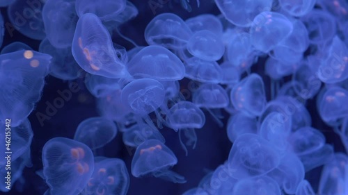Group of fluorescent jellyfish swimming in an aquarium pool. A glowing jellyfish moving in the water, background for yoga, clubs, shows, mandala, meditation