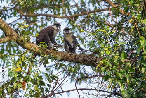 Red-tailed Monkey - Cercopithecus ascanius, rare shy monkey from African forests, Budongo forest, Uganda. photo