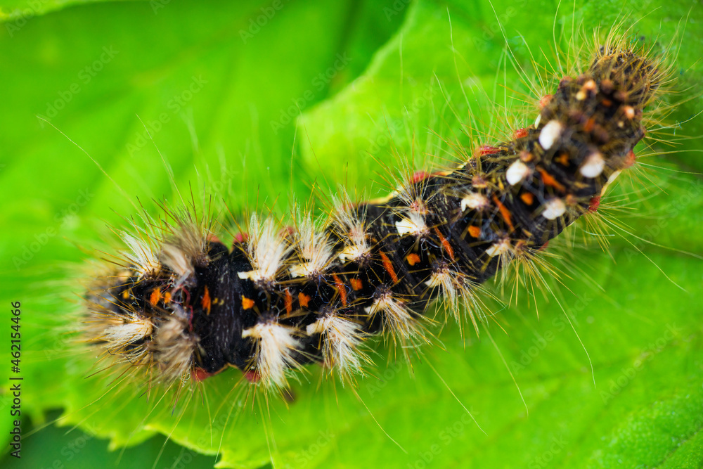 Top view grass moth, acronicta rumicis larvae, caterpillar climbing on leaves. Macro animal