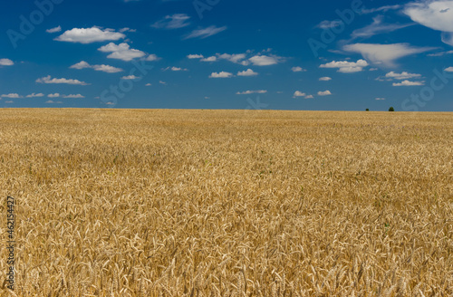 Classic agricultural summer landscape with ripe wheat field near Dnipro city in central Ukraine