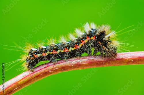 Grass moth, acronicta rumicis larvae, caterpillar climbing on stem with green background from side. Macro animal photo