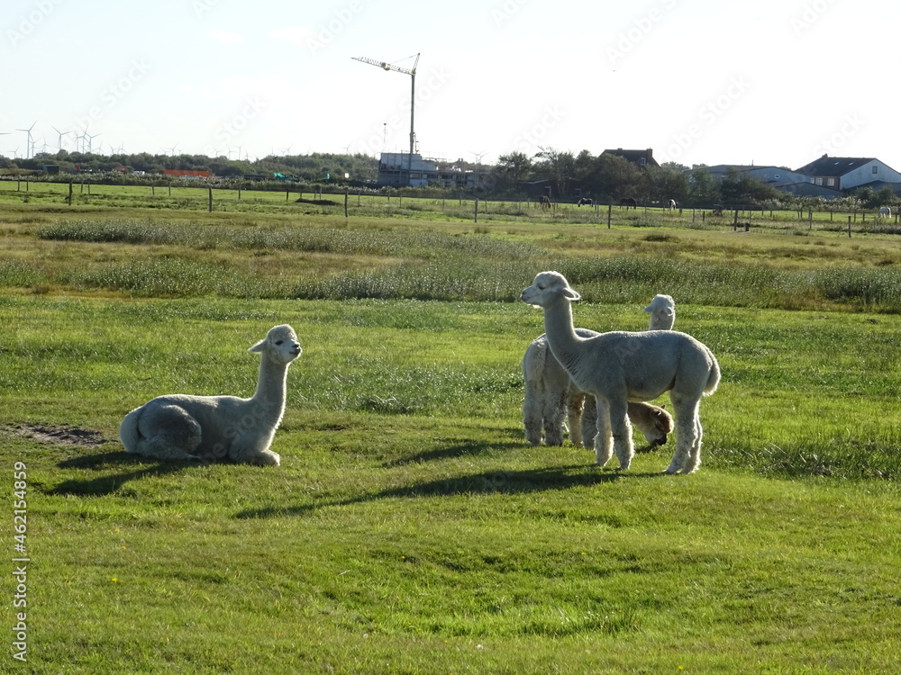 Naklejka premium Alpaka