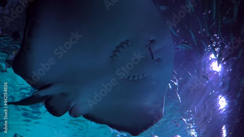 Stingrays swimming around in aquarium