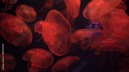 Jellyfish gracefully move in an aquarium with a calming video concept. The light shifts from warm to cold tones throughout the clip