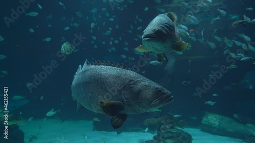 big fish swimming very close, ocean life , scuba diving concept