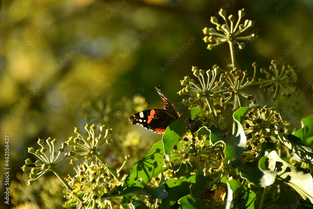 Red admiral, German butterfly on ivy flower Red admiral, German butterfly on ivy flower