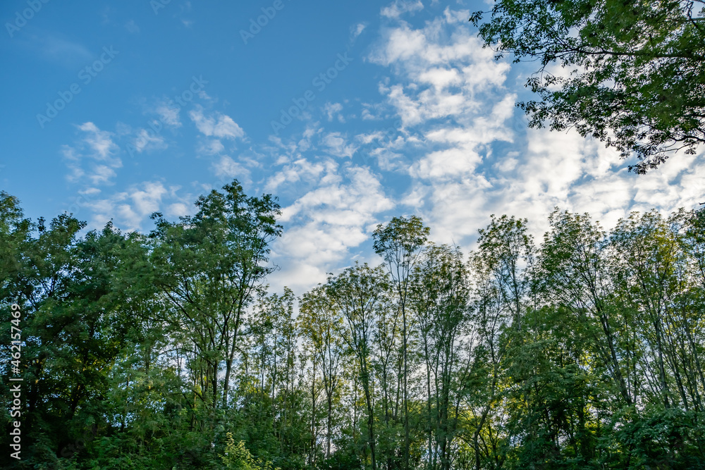 beautiful summer view of green trees in the park beautiful summer view of green trees in the park