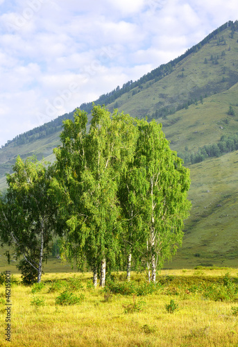 Birch trees in the Altai mountains