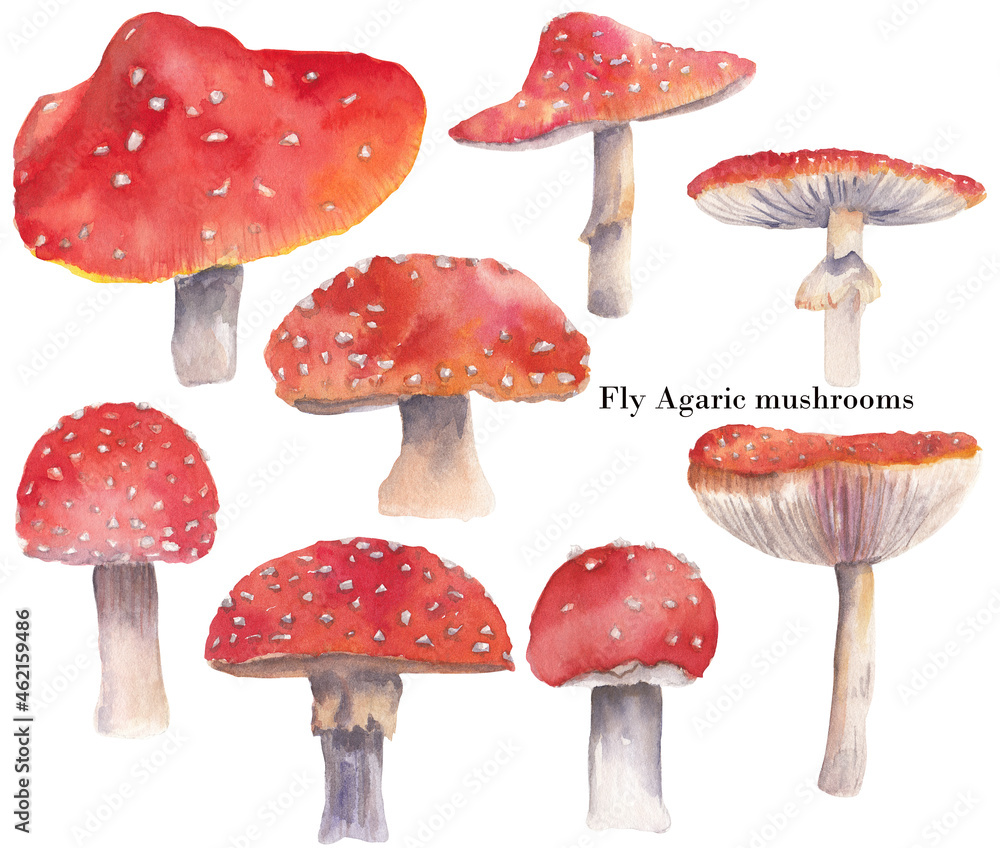 Set of watercolor fly agaric mushrooms isolated on white background. Colorful bright fungi great for autumn halloween decor, nursery prints and patterns