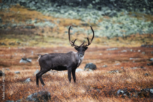 A beautiful and graceful reindeer stands in a field with dry grass. Harsh climatic zone and its inhabitants. A wild animal with large horns. photo