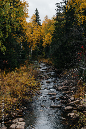 autumn, October, mountain river, yellow birches around