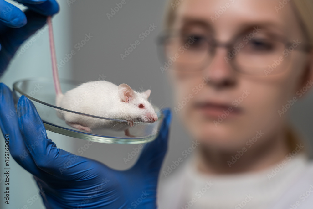 The laboratory assistant holds a petri dish with a small white mouse in his hands. The woman examines her for defects after the experience. Close-up.