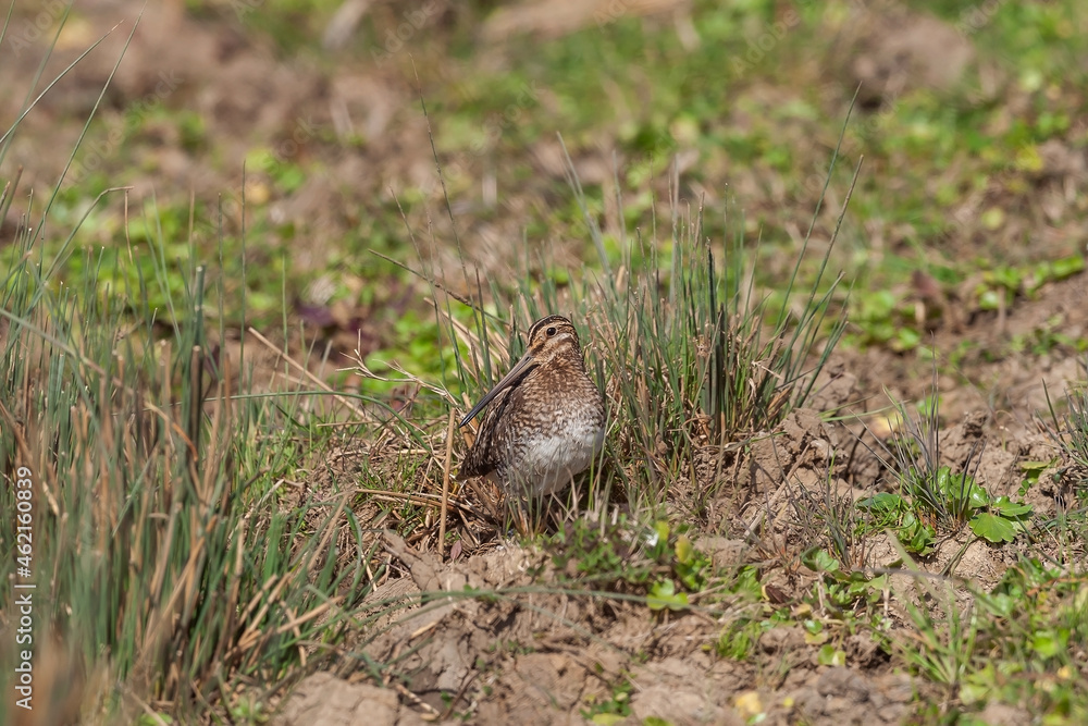 Great Snipe (Gallinago media) perched in the grass
