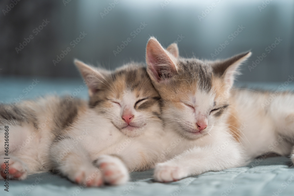 Cute kittens with small pink noses sleep sweetly on the bed in the bedroom. Pets get used to a new home and life without a mother cat. Close-up.