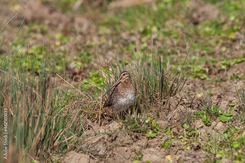 Great Snipe (Gallinago media) perched in the grass