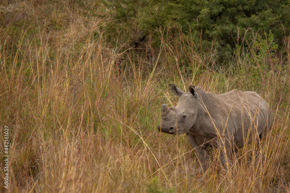 Fototapeta premium Rhino