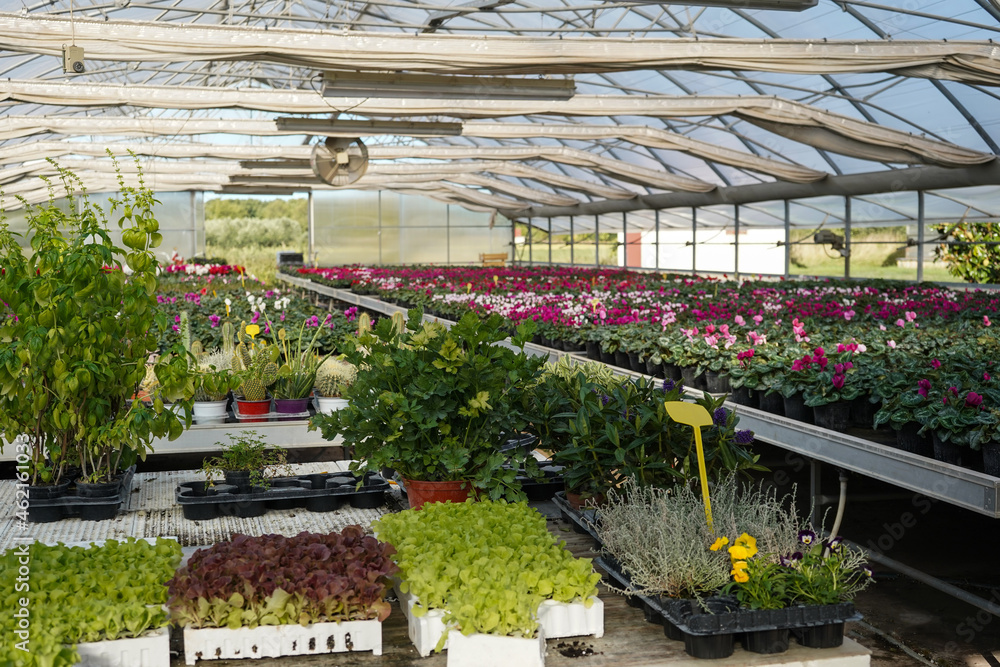 Autumn greenhouse full of colorful flowers ready for Business. 