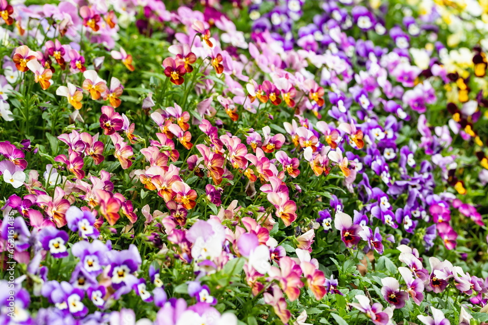 Colorful pansy flowers in the garden Colorful pansy flowers in the garden