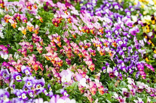 Colorful pansy flowers in the garden