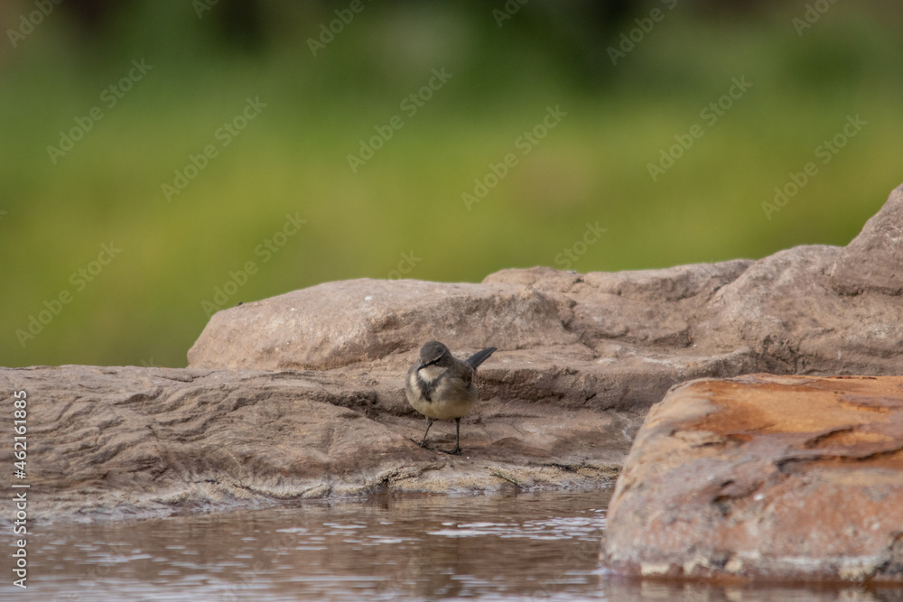 Obraz premium Wagtail