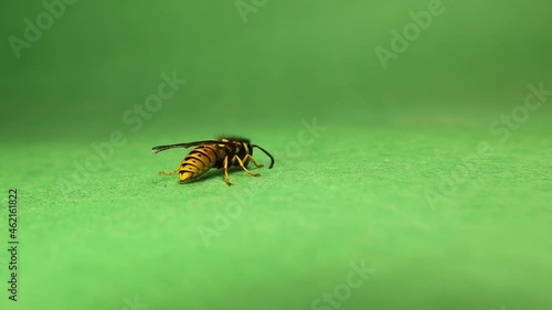 European wasp on green background.
Also called yellow hornet, German wasp, German yellowjacket, vespula germanica.
Yellow wasp cleaning itself.
Insect isolated in the studio.
Social insects.
Bugs, bug photo