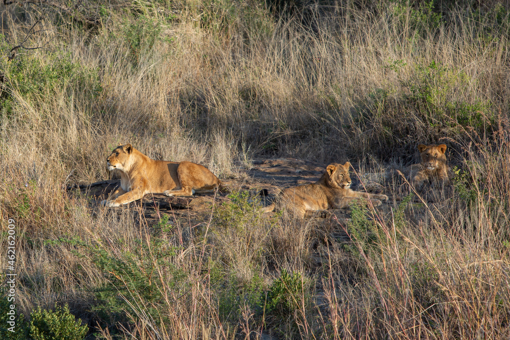 Lions of Nambiti Lions of Nambiti