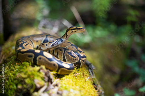 Graceful royal python with a beautiful pattern on the skin in a green terrarium. Various plants grow around the snake. Close-up.