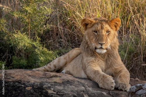 Fototapeta Naklejka Na Ścianę i Meble -  Lions of Nambiti