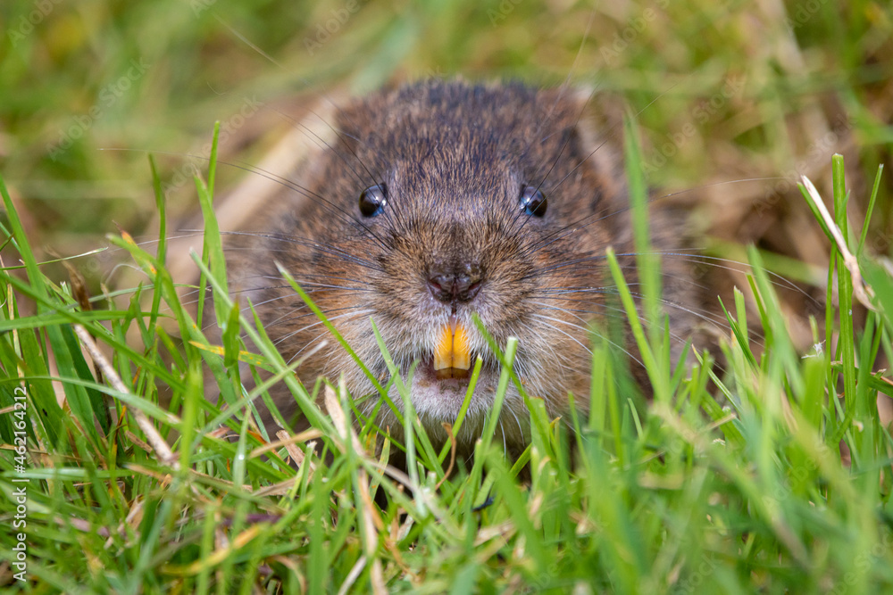 water vole water vole