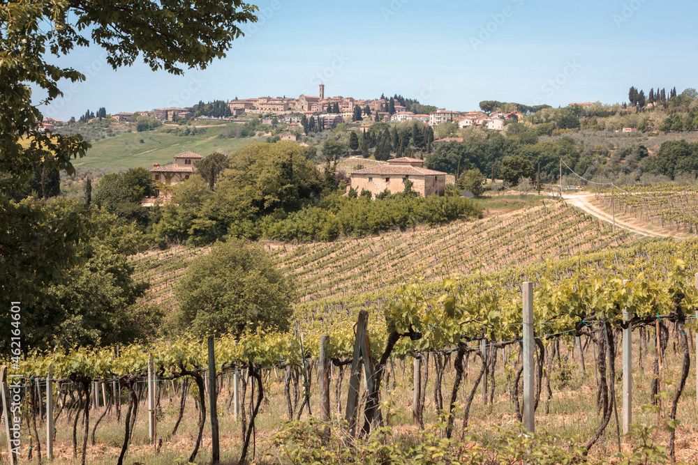 Obraz premium San Gimignano, Siena. Vernaccia' vineyards and farm of the countryside