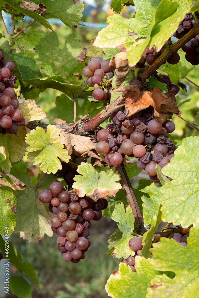 detail of vine at the vineyards in the Alsace region in France detail of vine at the vineyards in the Alsace region in France