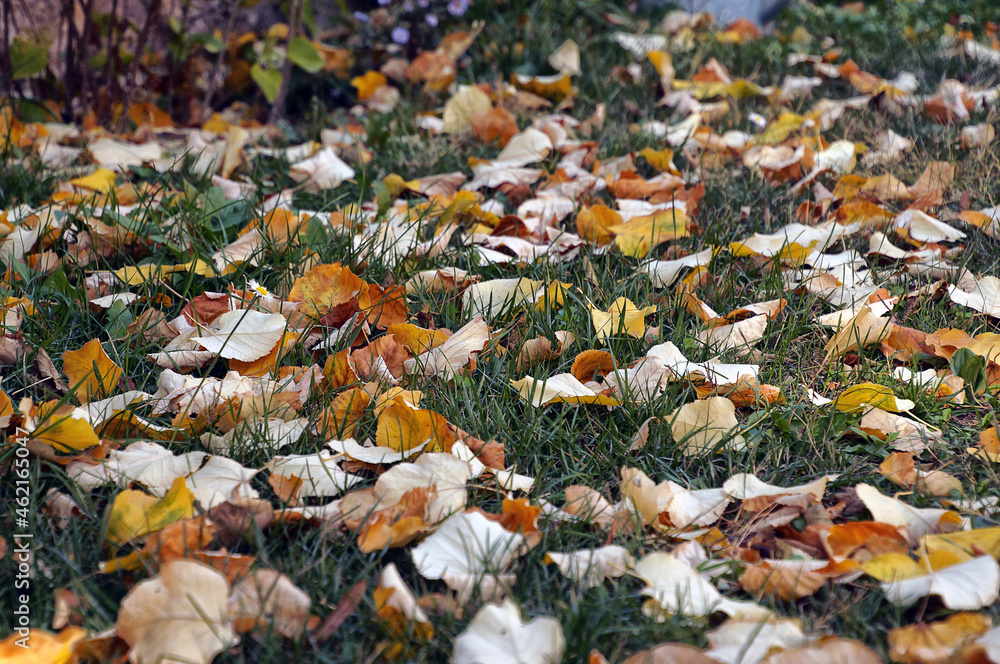 Scène automnale où les feuilles ont jaunis et sont tombées au sol sur le gazon