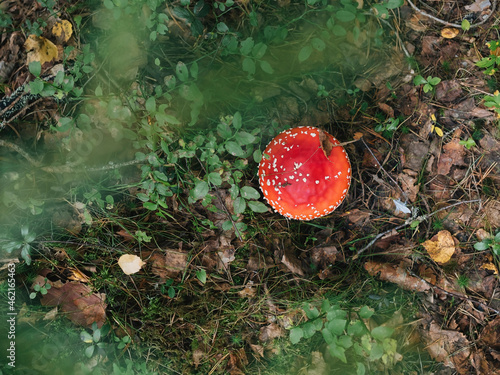 Fly agaric mushroom in forest photo