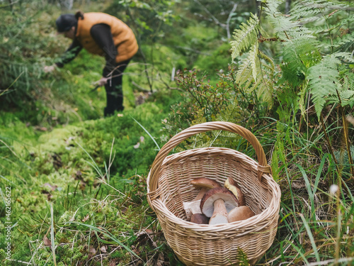 Mid adult woman foraging mushrooms in forest