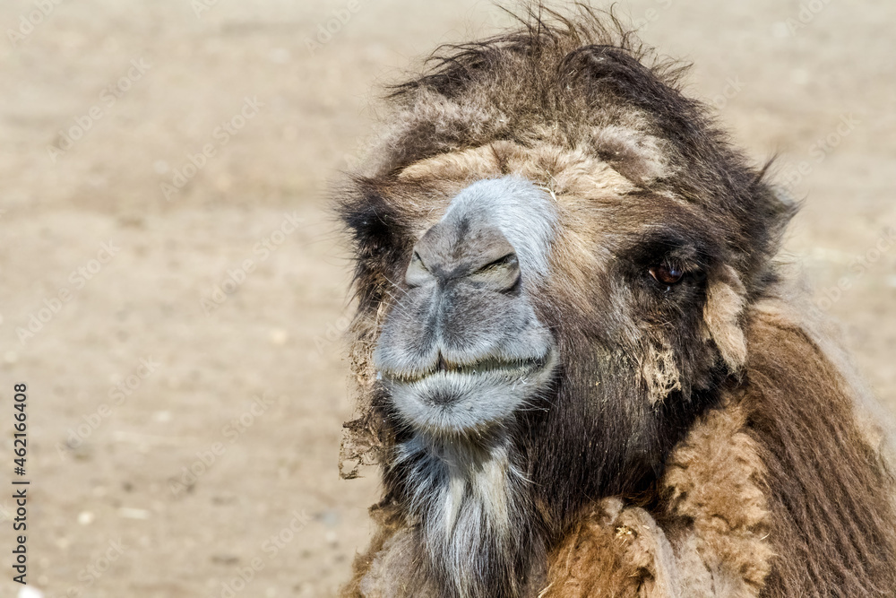 Fototapeta premium Bactrian Camel (Camelus bactrianus)