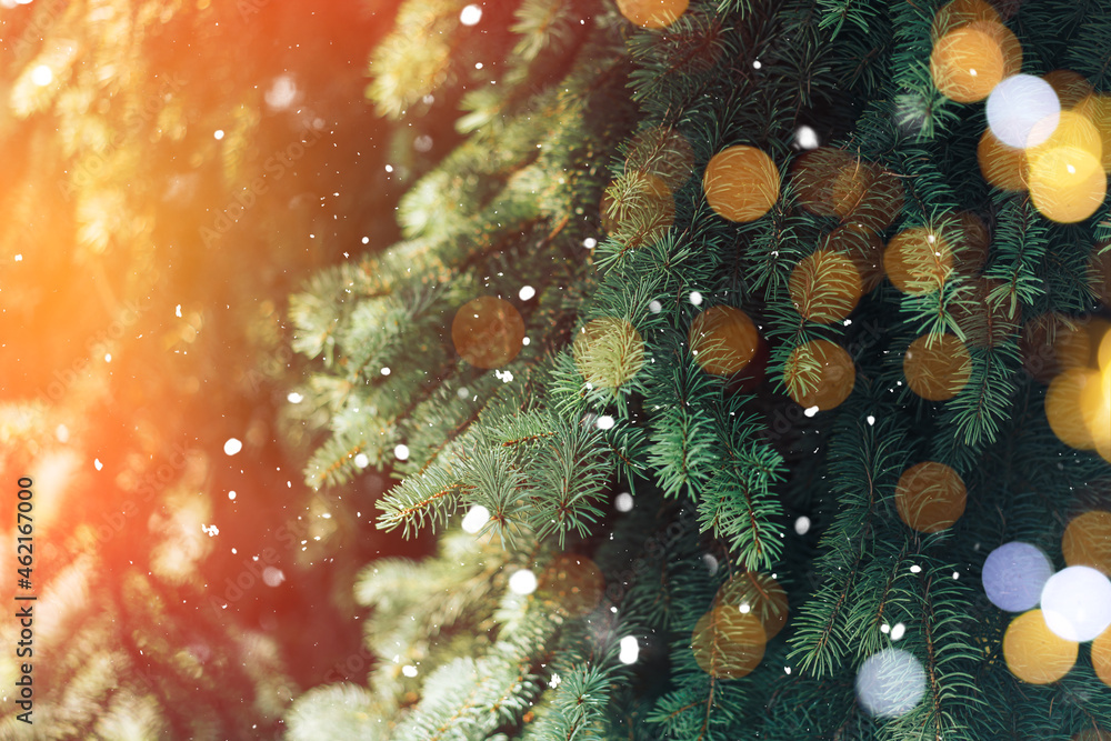 Christmas tree branches background with sunlight and falling snow.